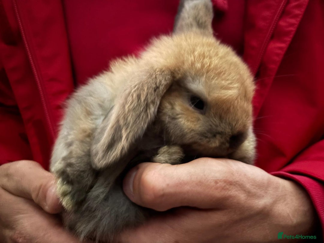 Mini Lop rabbits for sale: Friendly Pure Bred Mini Lop Bunnies Ready Now  - Image 2