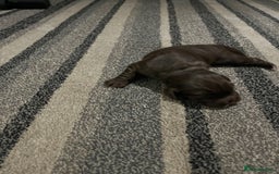 Cocker Spaniel dogs for sale: Cocker spaniel puppies for sale  - Advert 6