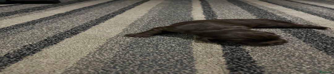 Cocker Spaniel Puppy 2