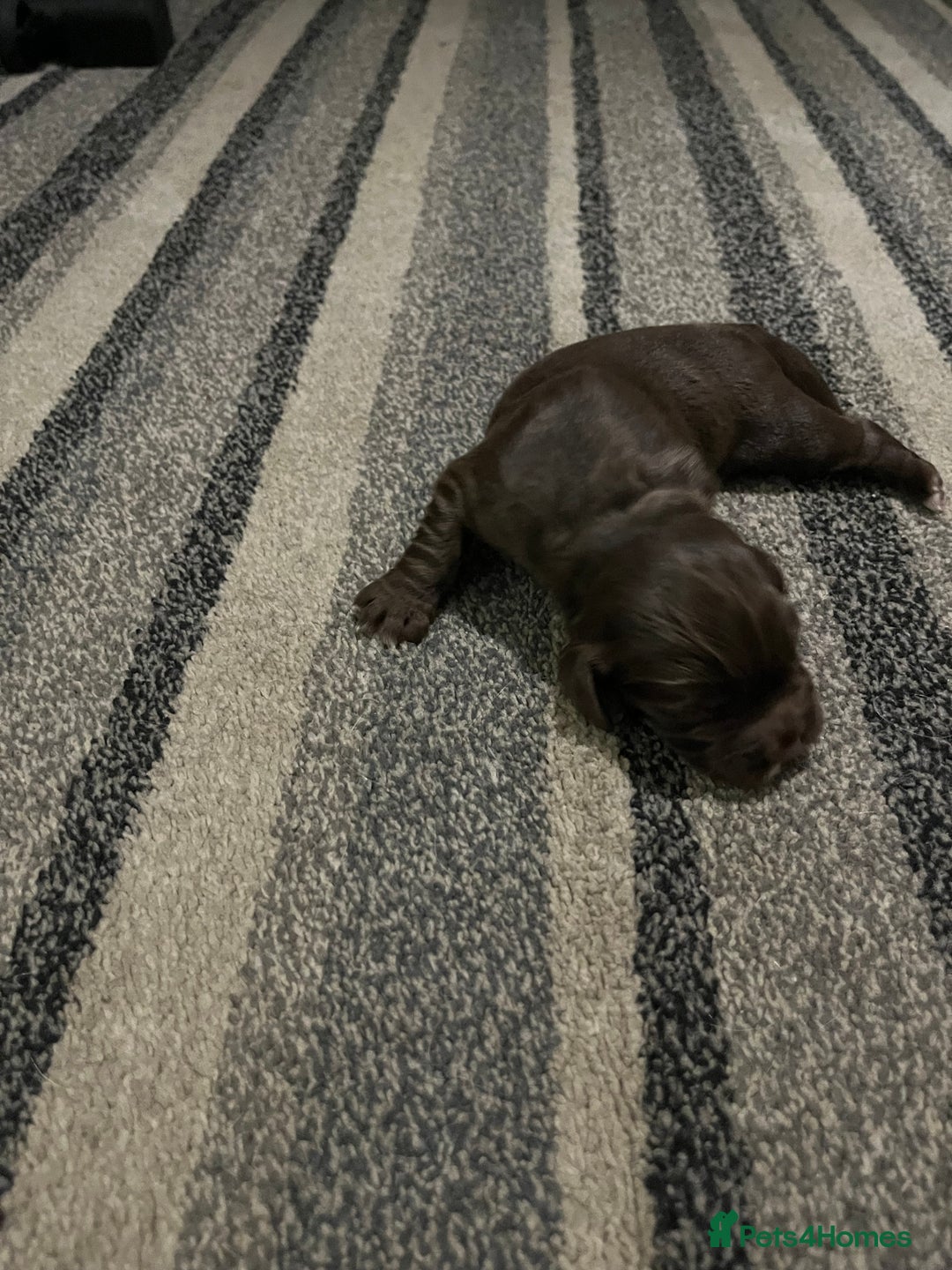 Cocker Spaniel dogs for sale: Cocker spaniel puppies for sale  - Advert 6