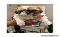 Shih Tzu dogs for sale: Imperial Shih Tzu - Image 4