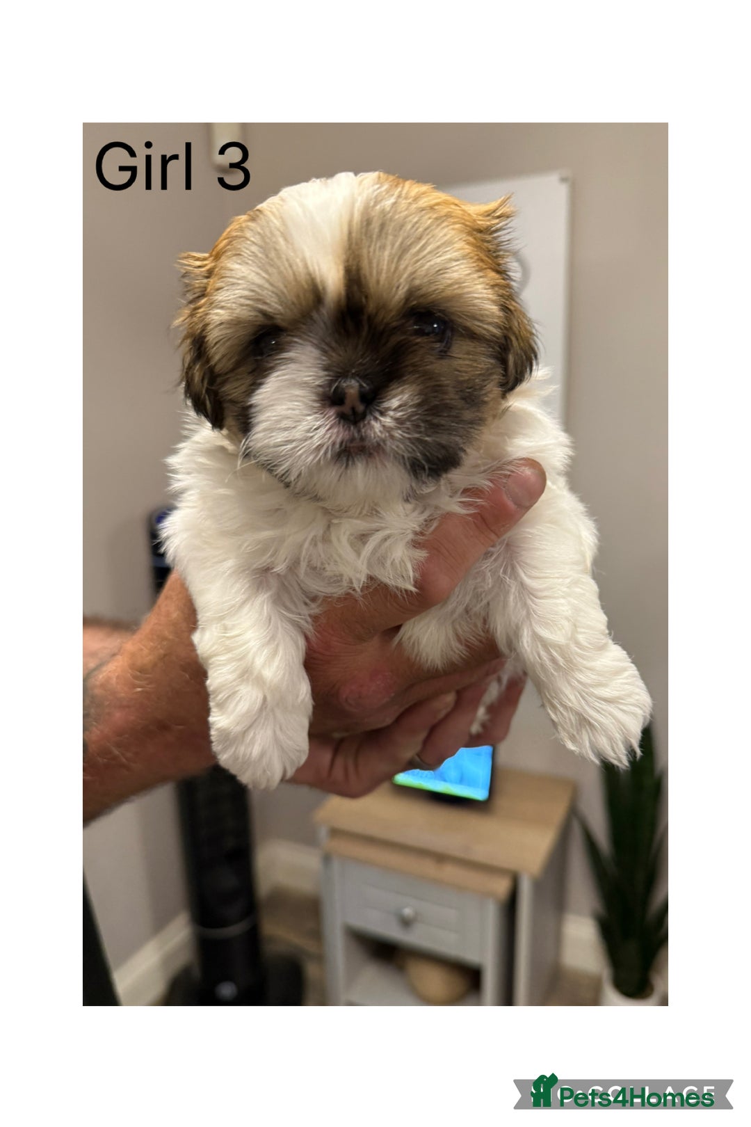Shih Tzu dogs for sale: Imperial Shih Tzu - Image 4
