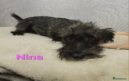 Australian Labradoodle dogs for sale: Australian Labradoodle × Fox Terrier Puppies - Image 19