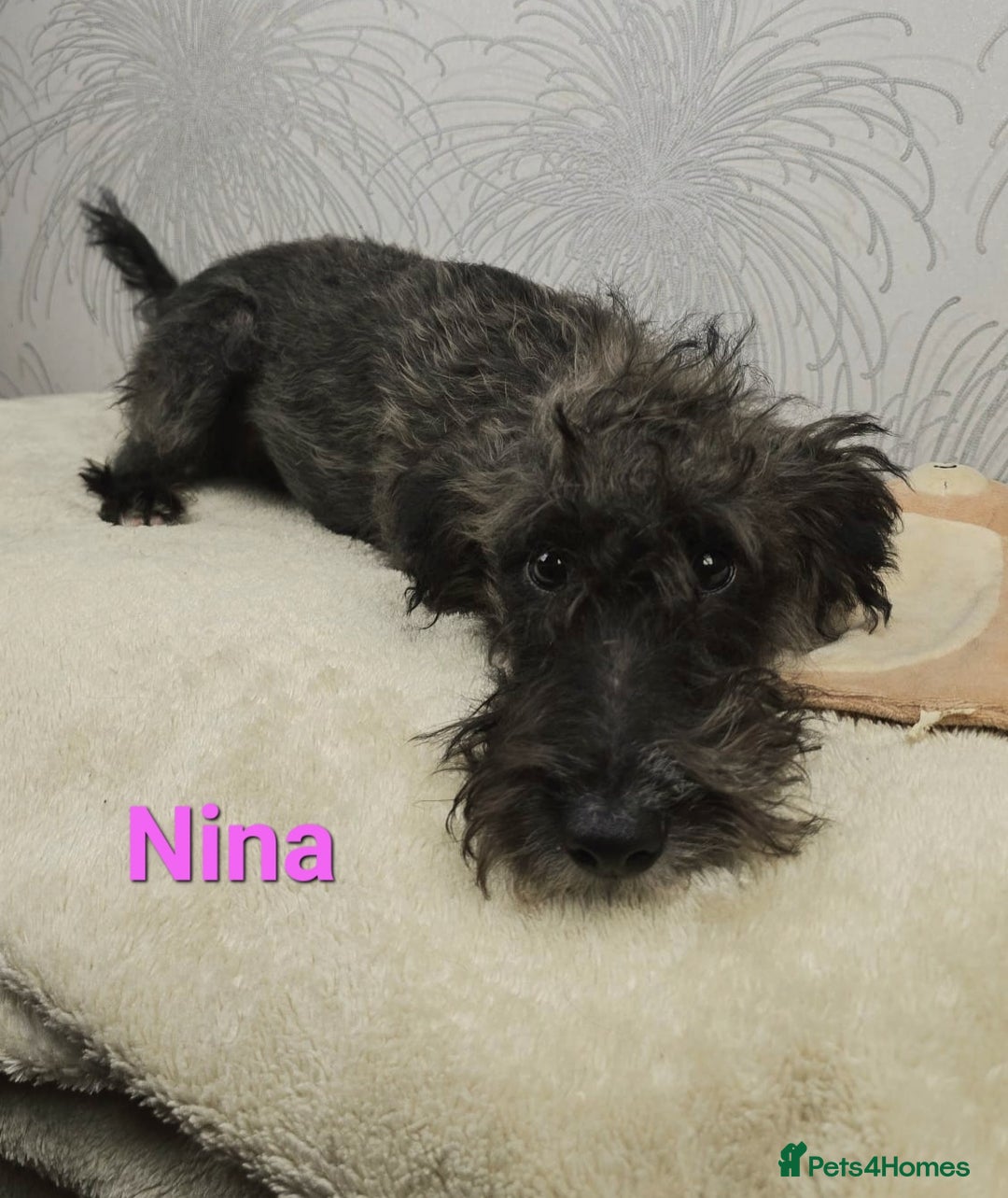 Australian Labradoodle dogs for sale: Australian Labradoodle × Fox Terrier Puppies - Image 19