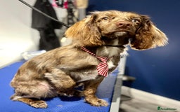 Sprocker dogs for stud: Merle Sprocker for stud - Image 3