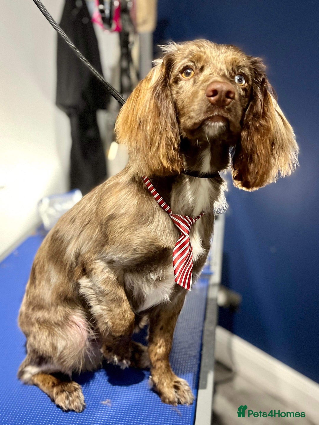 Sprocker dogs for stud: Merle Sprocker for stud - Image 3