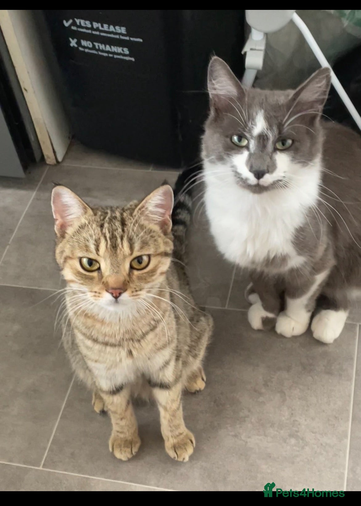 Mixed Breed cats 4 mixed breed kittens for sale  - Advert 2