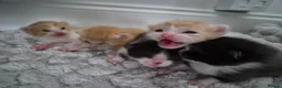 Mixed Breed cats for sale: 5 Kittens need loving homes 3 ginger & 2 b&w   in Wishaw - Advert 2