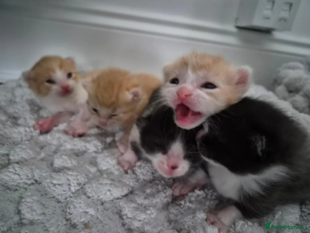 Mixed Breed cats for sale: 5 Kittens need loving homes 3 ginger & 2 b&w   in Wishaw - Advert 2