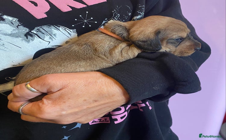 Miniature Dachshund dogs - Advert 7