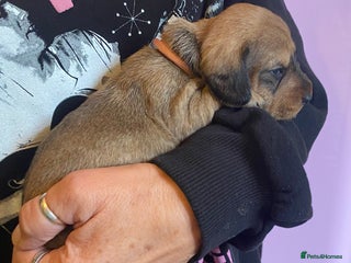 Miniature Dachshund dogs - Advert 14