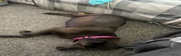 Labrador Retriever dogs for sale: 🐶 KC LABRADOR PUPPIES DUE SOON 🐶 - Advert 3