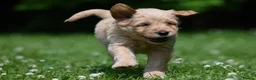 Goldendoodle dogs for sale: Quality Health Tested Goldendoodles - Advert 13