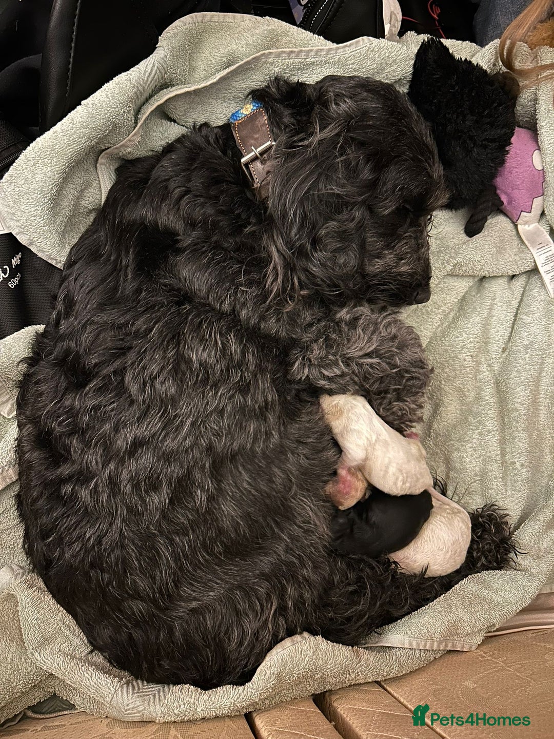Cockapoo dogs for sale: F1b cockerpoo puppies - Image 4