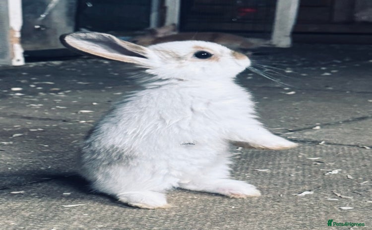Mini Lop rabbits - Advert 11