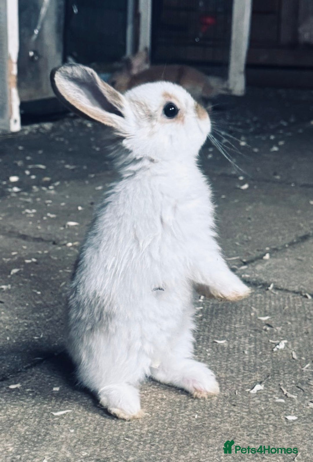 Mini Lop rabbits for sale: Mini Lops & H/LopxLion nearly7w Read description) - Image 2