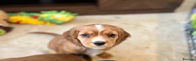 Cavapoo Puppy 2