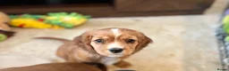 Mixed Breed dogs for sale: 1 Boy & 1 Girl Cavapoo puppies for sale - Advert 5
