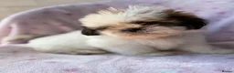 Shih Tzu dogs for sale: 🐶 Beautiful Shih Tzu Puppies for Sale 🐶 - Advert 7