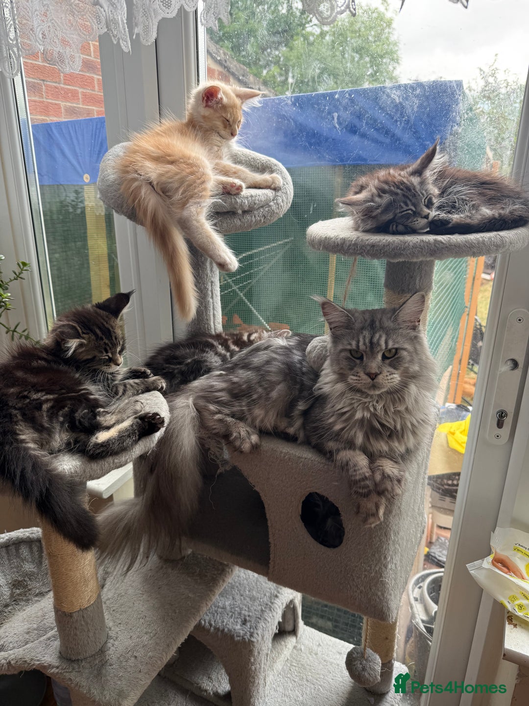 Maine Coon cats for sale: Maine Coon Kittens in Greenford - Image 8