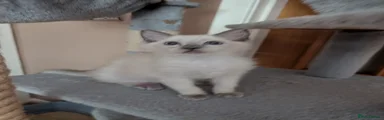 Ragdoll 2