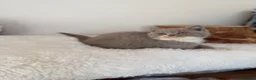 British Shorthair cats for sale: Full Pedigree/Registered BSH from £995 - Advert 16
