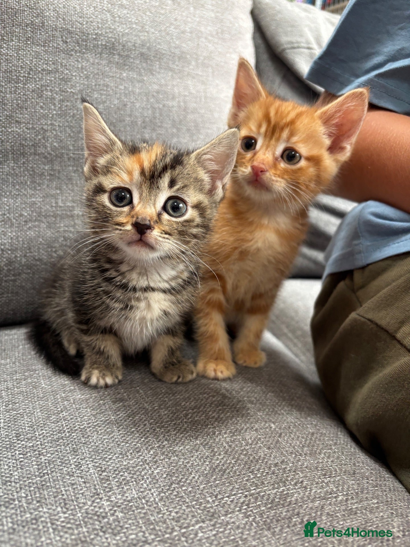 Mixed Breed cats Beautiful Kittens Looking for Their Forever Homes - Advert 10