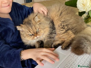 Mixed Breed cats for sale - Advert 1