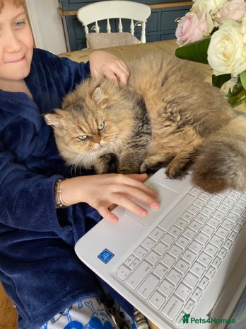 Mixed Breed cats - Advert 8