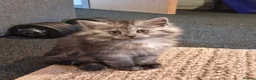 Maine Coon cats for sale: 3/4 main coon 2 Girls 1 Boy - Advert 3
