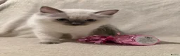 Ragdoll cats for sale: 🌟 Ready Now-2 girls purebred Ragdoll Kittens 🌟 - Advert 9