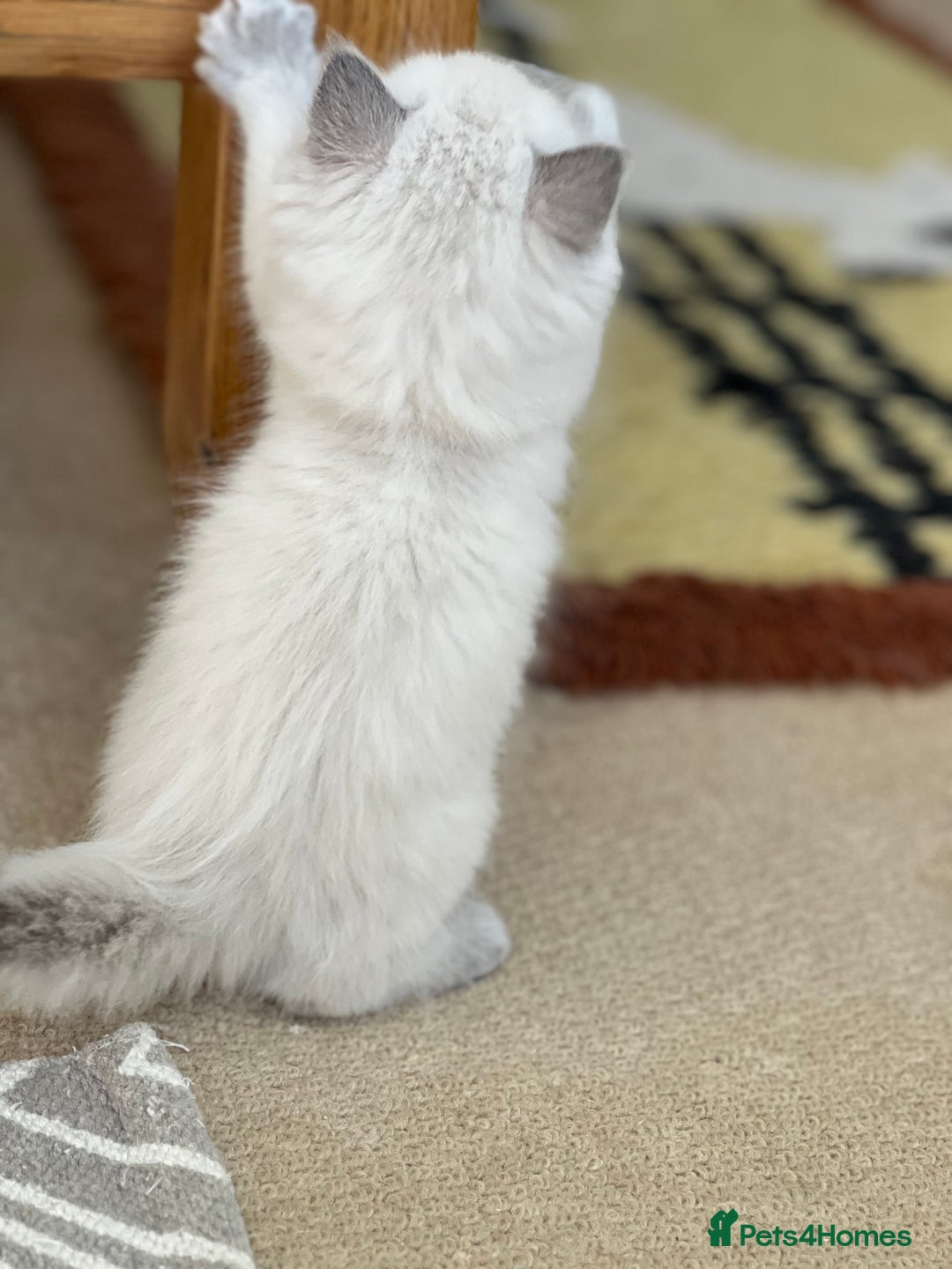Ragdoll cats for sale:  Beautiful Blue colour point Ragdoll kittens   - Image 10