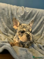 Mixed Breed dogs ONLY 2 REMAINING!! French/English Bulldog Babies - Advert 9