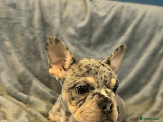 Mixed Breed dogs Beautiful Spotty French/English Bulldog Babies - Advert 2