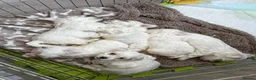 Maltese dogs for sale: Maltese puppies  in Denny - Advert 11