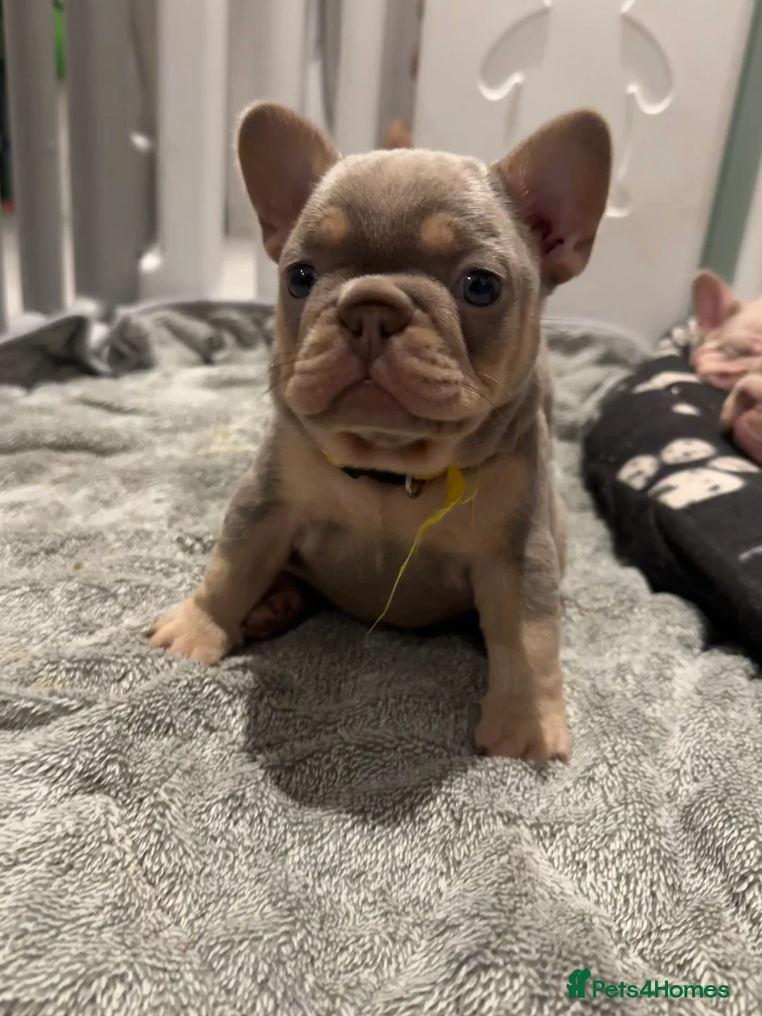 French Bulldog dogs for sale: High quality French bulldogs puppies  - Advert 33