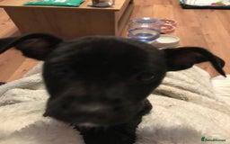 Mixed Breed dogs for sale: Female 7 month old Lurcher for SALE - Image 4