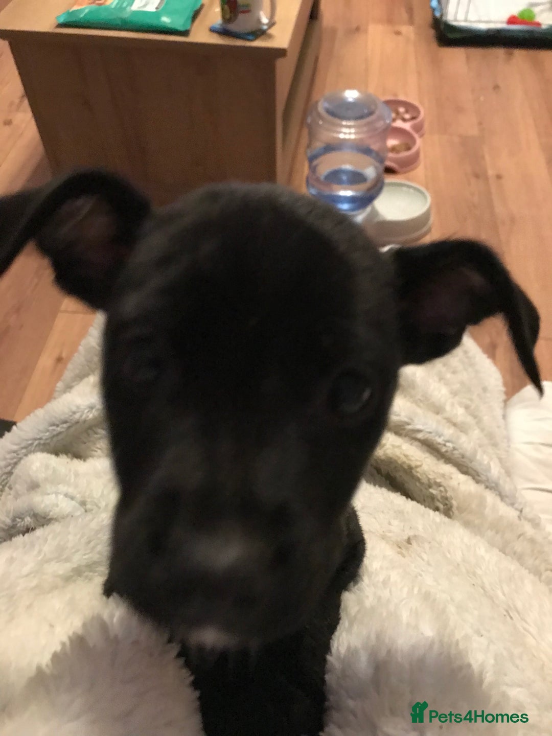 Mixed Breed dogs for sale: Female 7 month old Lurcher for SALE - Image 4