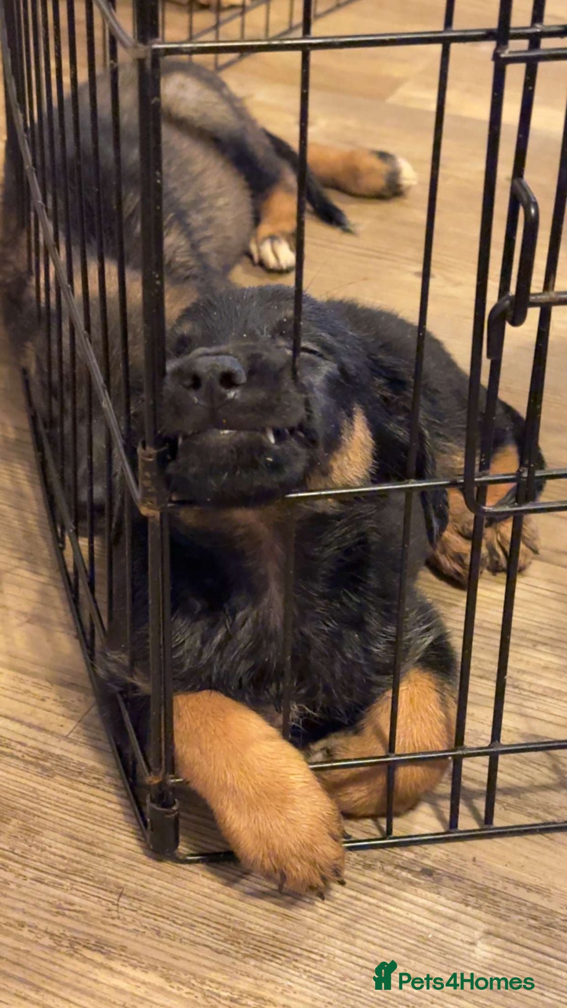 Mixed Breed dogs Puppies German Shepherd x Saluko x Dutch Harder - Advert 1