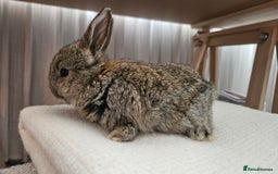 Mini Lop rabbits for sale: Adorable Baby Minilops Mixed - Image 18