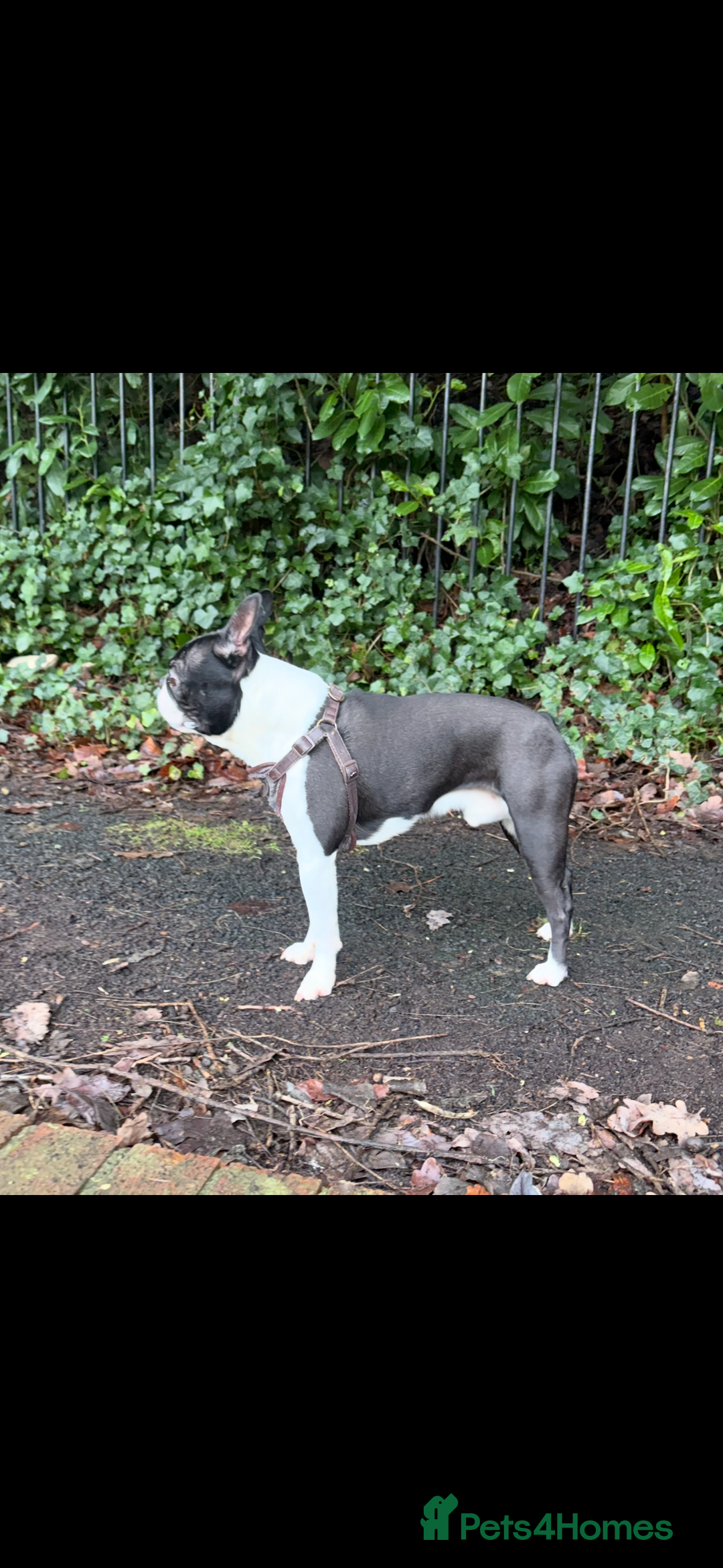 Boston Terrier dogs for stud: Proven black and white Boston terrier for stud - Advert 3