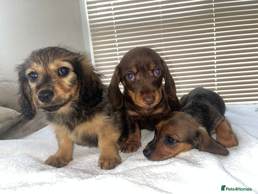 Dachshund dogs for sale: Dachshund puppies - Image 4
