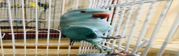 Ringnecks birds for sale: Indian ring neck tamed birds. - Advert 4