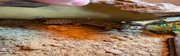Leopard Gecko reptiles for sale: Leopard Gecko with Full Set Up in Widnes - Advert 2
