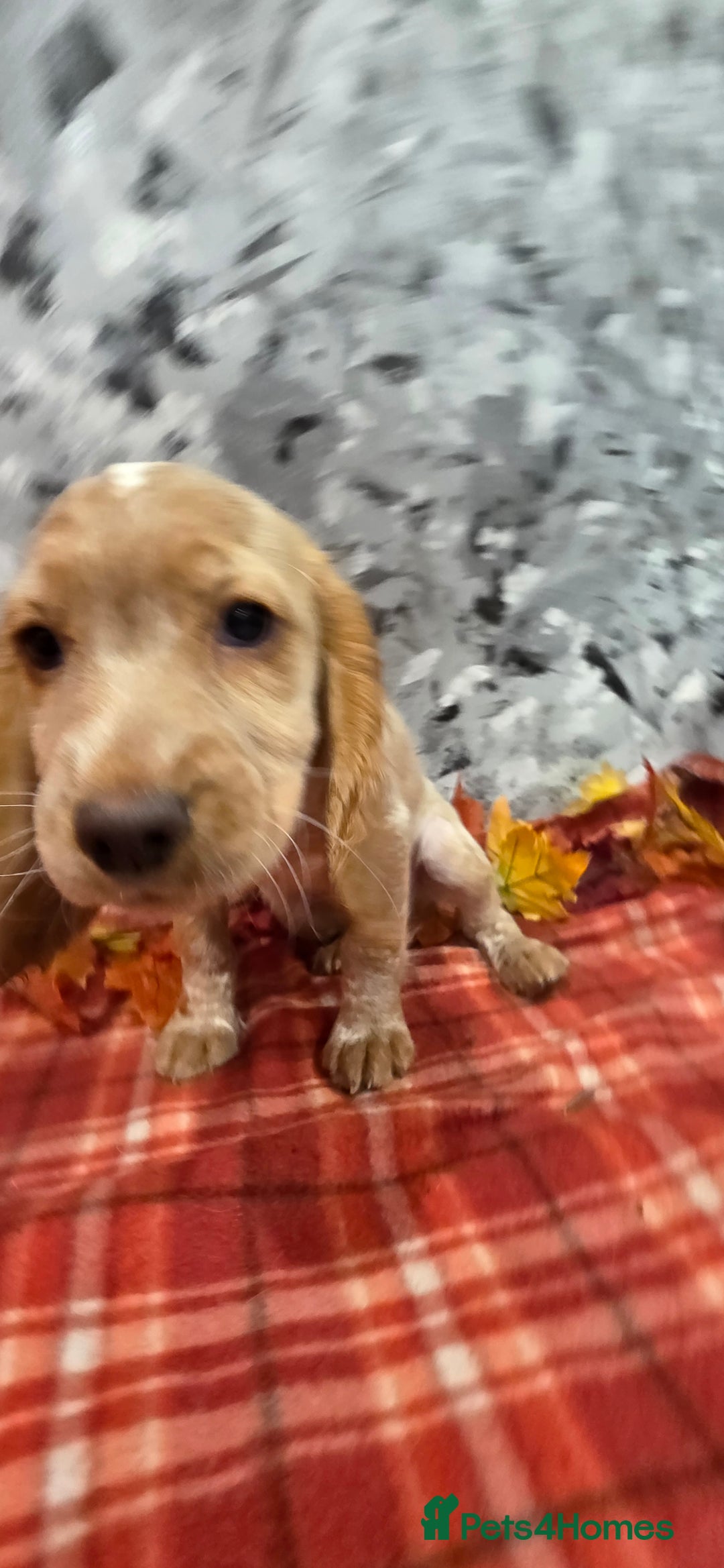 Cocker Spaniel dogs for sale: Working Cocker Spaniel  - Image 9
