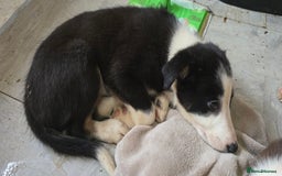 Border Collie dogs for sale: 9 border collie pups  - Image 22