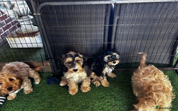 Cockapoo dogs for sale: Show cockapoos  - Image 6