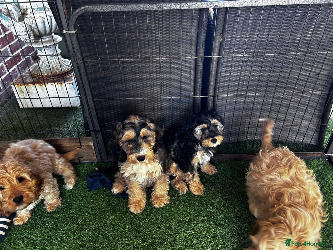 Cockapoo dogs for sale: Show cockapoos  - Image 6