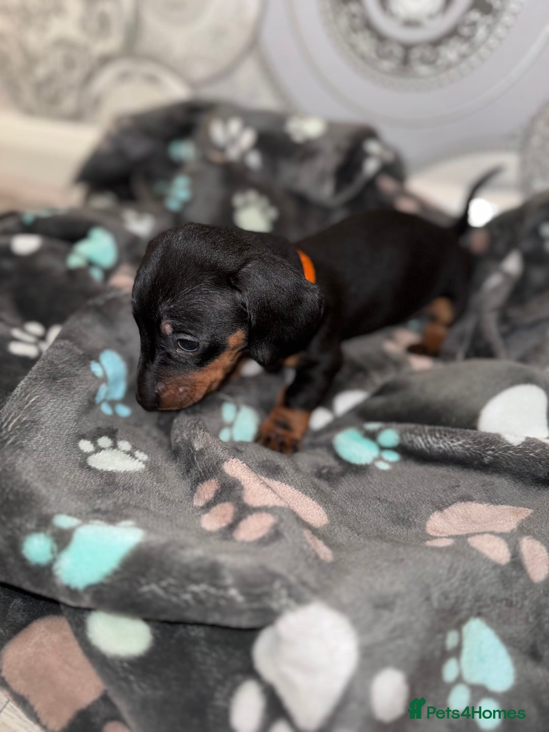 Dachshund dogs for sale: Dachshund Puppies  - Advert 6