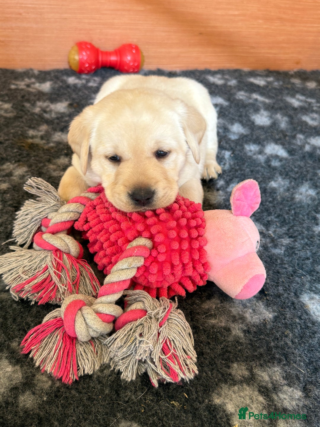 Labrador Retriever dogs for sale: 9 KC Registered White/Yellow Labrador puppies in Prestatyn - Image 6